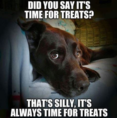 16 Best Labrador Retriever Memes To Set The Mood Page 2 Of 6 The Dogman
