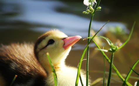 Baby Duck In Grass Wallpapers Hd Desktop And Mobile Backgrounds