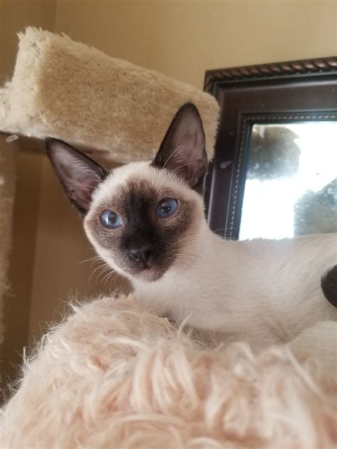 Siamese For Sale In Pennsylvania 29 Petzlover