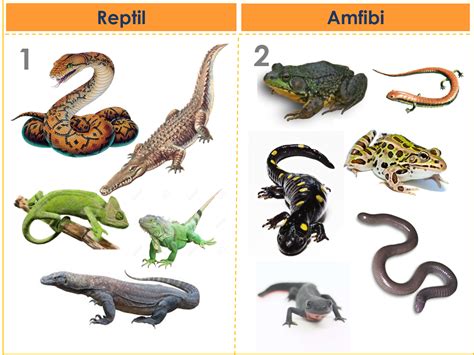 28 Contoh Hewan Amfibi Reptil Dan Mamalia