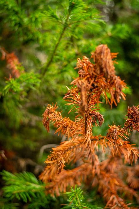 Pine Cone Dying Tree Nature Stock Photos Free And Royalty Free Stock