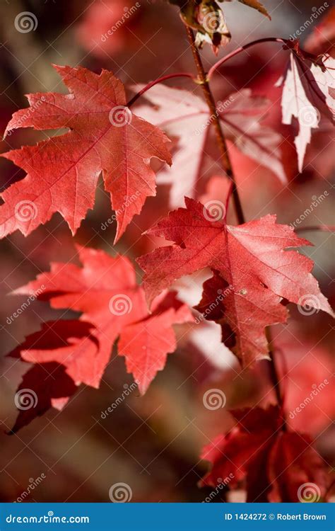 Red Maples Leaves In Autumn Stock Photo Image Of October Color 1424272