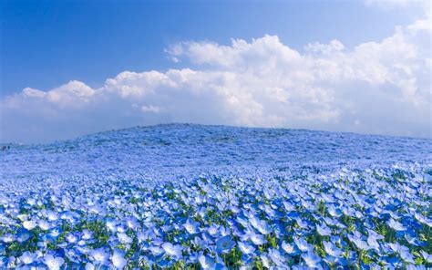 Download, share or upload your own one! field full with blue flowers wonderful nature wallpaper ...