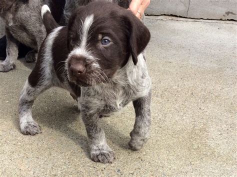 We have a trained dog option, email me with any interest. German Wirehaired Pointer Puppies | in Pitlochry, Perth ...