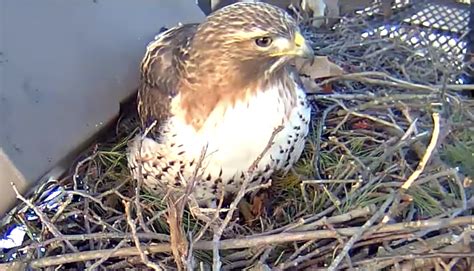 Red Tailed Hawk Cam Timeline Cornell Lab Bird Cams Cornell Lab Bird Cams