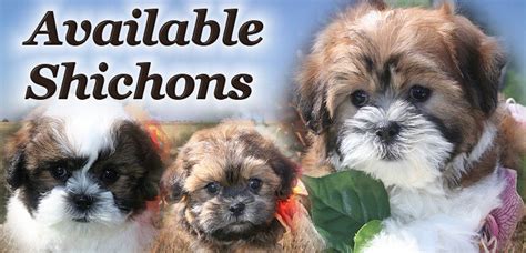Happy puppies come from real, family breeders. Shichon Puppies for Sale or Teddy Bear Puppies for Sale ...