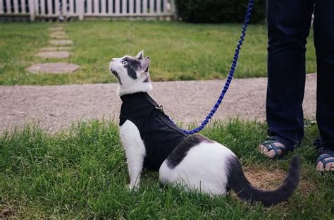 Diy Cat Harness 3 Simple Diy Harness Models To Follow Cat Loaf