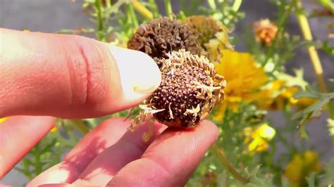 Chrysanthemum Seeds Collection Step By Step Youtube