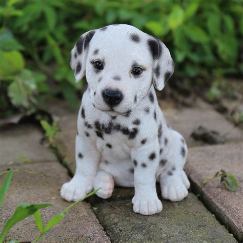 Dalmatian Puppy Statue Süße Hunde Welpen Süße Tiere Tiere