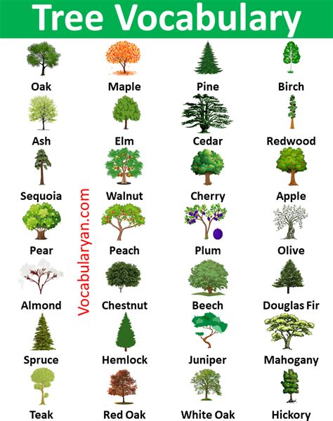 Images Of Trees With Names