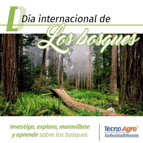 21 De Marzo DÍa Internacional De Los Bosques ¿cómo Cuidar Los Bosques