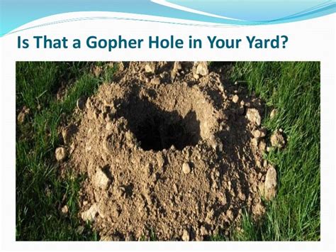 Is That A Gopher Hole In Your Yard