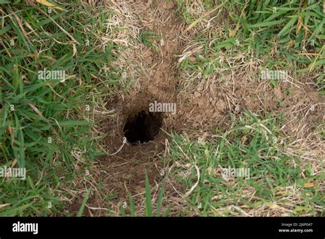 Trou De Rat Dans Le Jardin Photo Stock Alamy