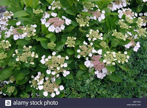 Stock Photo - Garden hydrangea, Lace cap hydrangea (Hydrangea macrophylla 'Libelle', Hydrangea ...