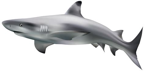 Realistic Shark Png Clipart Best Web Clipart Images And Photos Finder