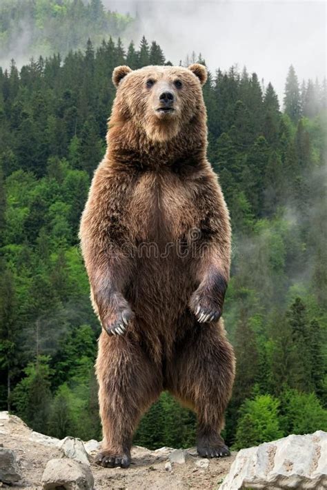 Big Brown Bear Standing On His Hind Legs Brown Bear Ursus Arctos