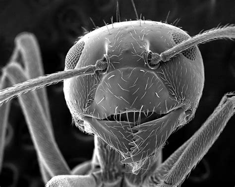 How Does A Scanning Electron Microscope Develop Such Breathtaking Images