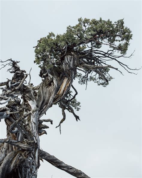 Rocky Mountain Juniper — Gathering Growth