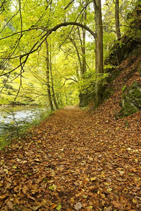Fall Trail Along River Banks Stock Image Image Of Forest Foliage