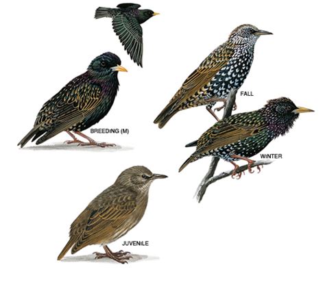 In addition, we detail the use of a. Common starling | Birds | Pinterest | Common starling