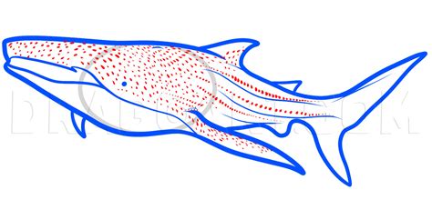 How To Draw A Whale Shark Whale Shark Step By Step Drawing Guide By