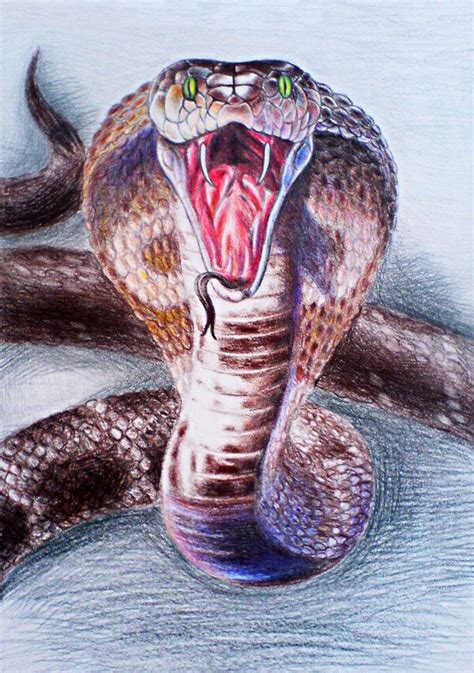 How To Draw A Realistic Cobra Snake Snake Drawing