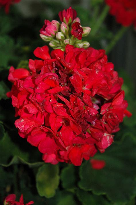 Patriot Cherry Rose Geranium Pelargonium Patriot Cherry Rose In