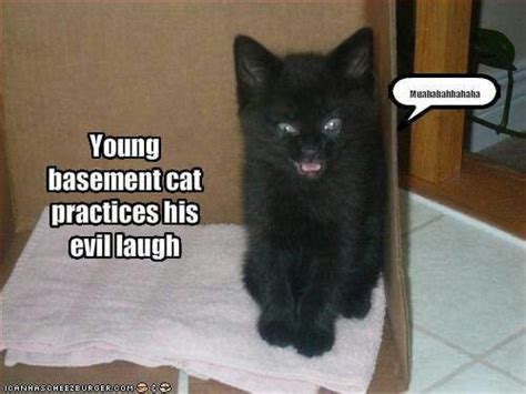 Young Basement Cat Practices His Evil Laugh Funny Cat Memes Kittens
