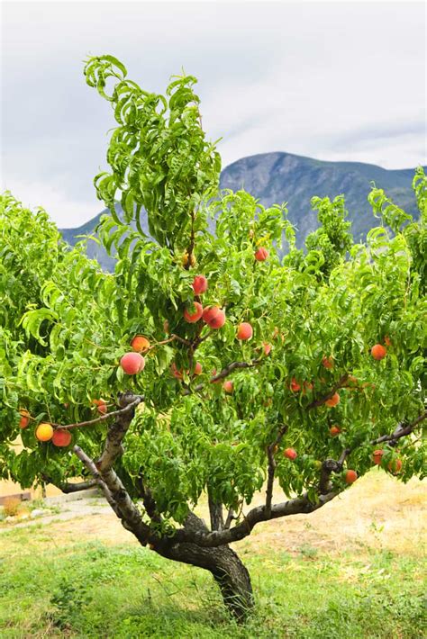 The Best Fruit Trees For North Texas Progardentips