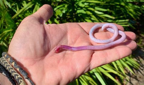 Florida Worm Lizard The Animal Facts Appearance Diet Habitat