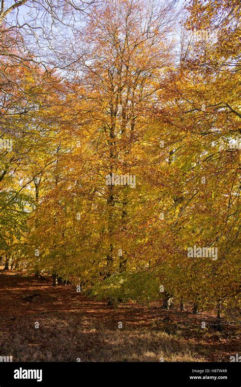 Fagus Sylvatica Glorious Autumn Colour Of European Beech Trees In A
