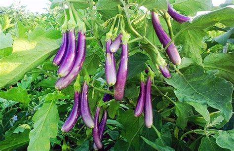 Eggplant Farming Brinjal Information Guide Asia Farming