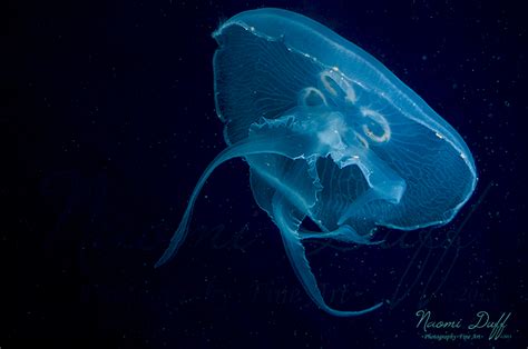Animal Sea Life Photography Jelly Fish Naomi Duff Creates