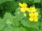 Chelidonium majus - Greater Celandine | World of Flowering Plants