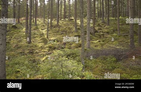 Running Ground Pine Stock Videos And Footage Hd And 4k Video Clips Alamy