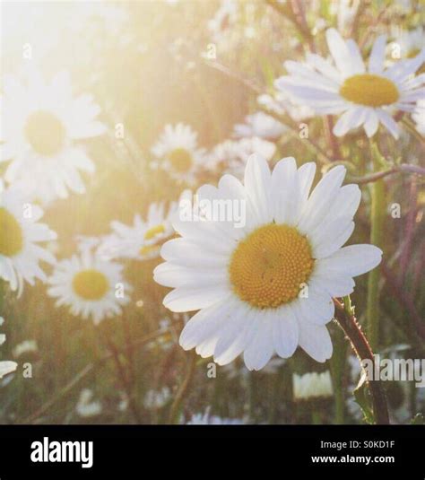 A Field Of Daisies At Sunset Stock Photo Alamy