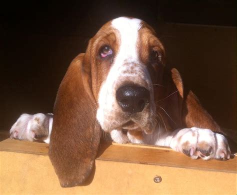 Basset Hound Puppies In Clayton Le Moors Lancashire Gumtree