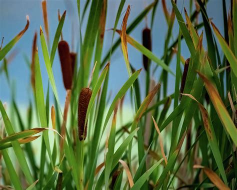 Cattails In Nature Photograph By Robyn Webster Pixels