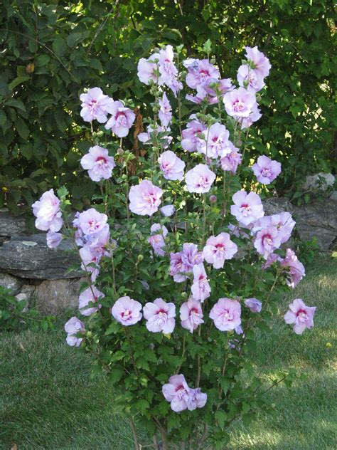 Rose Of Sharon Mommy Had 2 Of These In Her Yard I Want To Plant One In