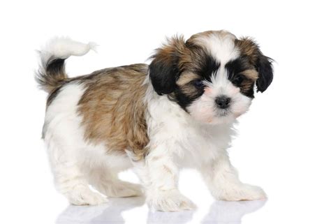 Maltese Shih Tzu You Need To Meet This Charming Lapdog K9 Web