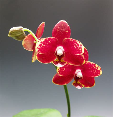 Phals and other types of orchids are also available to purchase at specialty shops, and orchid shows. Miniature Moth Orchids | Orchidaceous! Orchid Blog