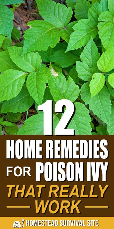 12 Home Remedies For Poison Ivy That Really Work Poison Ivy Remedies