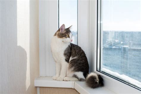 Young Cat Sitting On Window Sill Stock Photo Image Of Resting