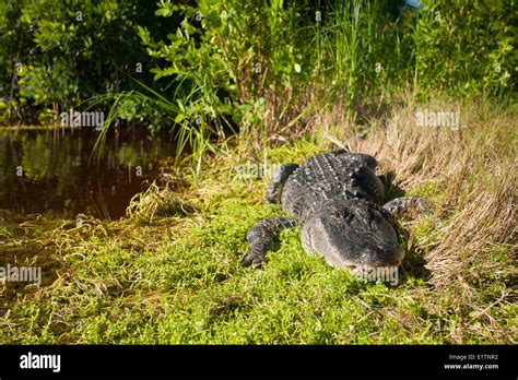 American Alligator Alligator Mississippiensis Everglades Florida