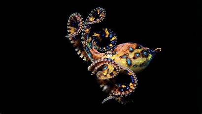 Octopus Ringed Animal Maculosa Hapalochlaena Amazing Octopuses