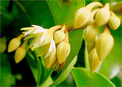 2.7 out of 5 stars 7. Fragrant Flower Bakula Spanish Cherry Bakul Molsri RARE ...