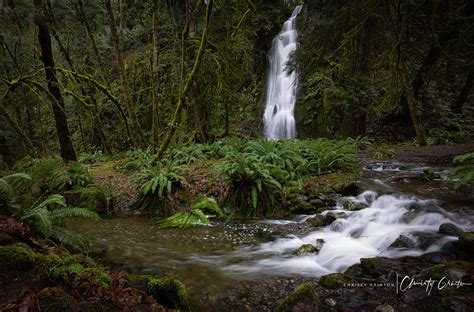Vancouver Island Rainforest Christy Grinton Flickr