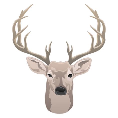 Deer Head Beautiful Buck With Antlers Color Isolated Vector
