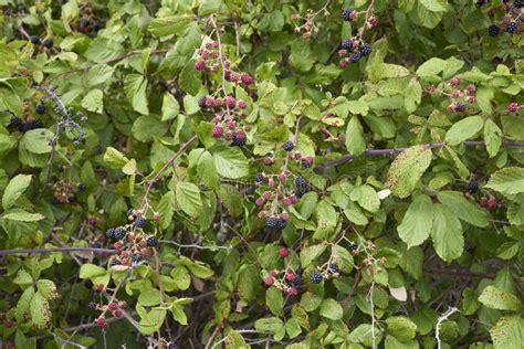 Rubus Ulmifolius Elmleaf Blackberry Flowers Leaves And Stems Of This
