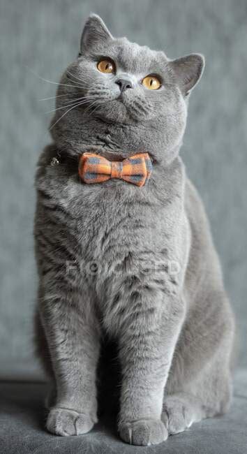 Portrait Of A British Shorthair Cat Wearing A Bow Tie — Sitting Animal